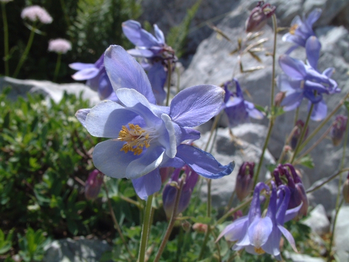 Aquilegia magellensis / Aquilegia magellense